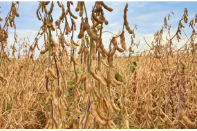 Семена сои Premium Genetics STINE 11N20